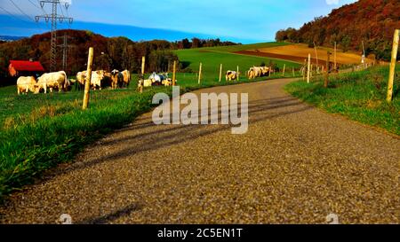 Paesaggio collinare autunnale con un percorso, mucche adrette, albero della foresta colorato, prati e campi agricoli, Aalen, Alb Svevo, Germania Europa, Viaggi Foto Stock