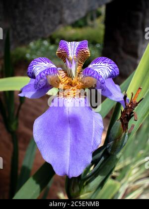 Primo piano di porpora e bianco orchidea fiore, del genere Neomarica candida, con sfondo foglie verdi, Areal città, Rio de Janeiro stato, Brasile Foto Stock