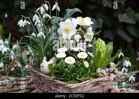 bellis perennis, helleborus niger e gocce di neve nel cesto come decorazione primavera giardino Foto Stock