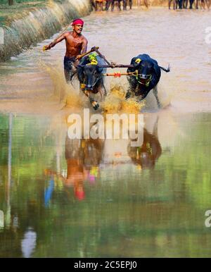 kambala bufalo corsa di bestiame ha tenuto nel distretto di mangalore, karnataka, india del sud, festa di raccolto, asia, kambala kerala, kampala Foto Stock