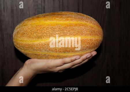 Il melone dello zucchero Muskmelon, con le mani, è un alimento sano, con una fetta e una fetta di meloni giapponesi. Fuoco selettivo con sfocatura. Foto Stock