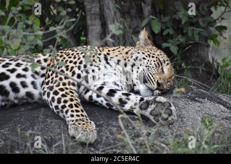 Un leopardo (Panthera Pardus) che si stese su una roccia, riposante e dormiente, circondato da alberi nella Sabi Sand Game Reserve, Greater Kruger Area, Sudafrica. Foto Stock