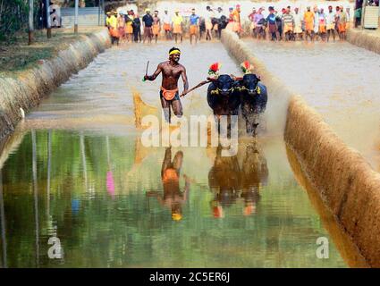 kambala bufalo corsa di bestiame ha tenuto nel distretto di mangalore, karnataka, india del sud, festa di raccolto, asia, kambala kerala, kampala Foto Stock