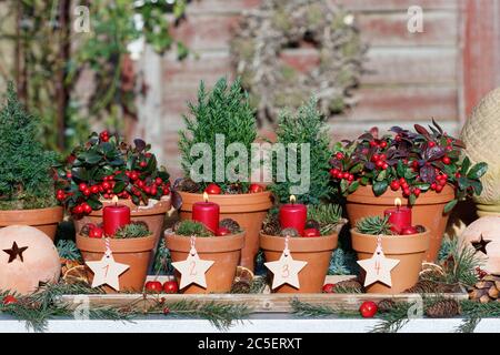 decorazione d'avvento con candele rosse e piante invernali in pentole di terracotta Foto Stock