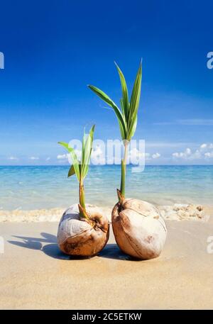 Germinatori di noci di cocco su una spiaggia tropicale isola Foto Stock