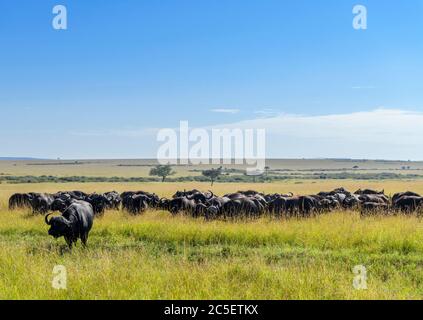 Buffalo. Mandria di bufali africani o bufali di Capo (caffer di Syncerus), Masai Mara National Reserve, Kenya, Africa Foto Stock