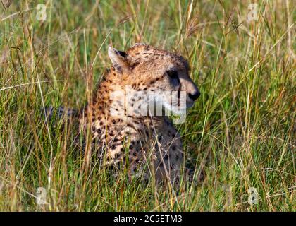 Ghepardo (Achinonyx jubatus) adagiato in erba lunga, Masai Mara National Reserve, Kenya, Africa Foto Stock