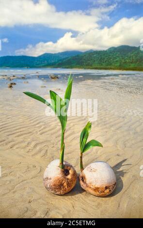 Germinatori di noci di cocco su una spiaggia tropicale isola Foto Stock