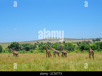 Masai giraffe (Giraffa camelopardalis tippelskirchii). Gruppo di giraffe Masai nella Riserva Nazionale Masai Mara, Kenya, Africa Foto Stock