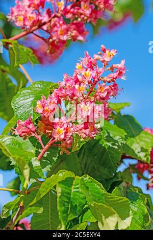 Castagno di cavallo a fiori rossi, Aesculus rubicunda, primo piano Foto Stock