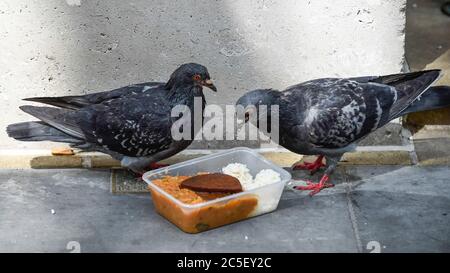 Londra, Regno Unito. 2 luglio 2020. I piccioni ferali (Columba livia domestica) festeggia con un pasto da asporto scartato in Northumberland Avenue. Credit: Stephen Chung / Alamy Live News Foto Stock