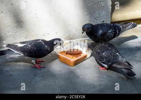 Londra, Regno Unito. 2 luglio 2020. I piccioni ferali (Columba livia domestica) festeggia con un pasto da asporto scartato in Northumberland Avenue. Credit: Stephen Chung / Alamy Live News Foto Stock