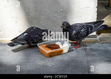 Londra, Regno Unito. 2 luglio 2020. I piccioni ferali (Columba livia domestica) festeggia con un pasto da asporto scartato in Northumberland Avenue. Credit: Stephen Chung / Alamy Live News Foto Stock