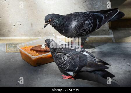 Londra, Regno Unito. 2 luglio 2020. I piccioni ferali (Columba livia domestica) festeggia con un pasto da asporto scartato in Northumberland Avenue. Credit: Stephen Chung / Alamy Live News Foto Stock