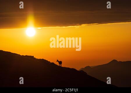 Sankt Barbara im Mürztal: Camosci (Rupicapra rupicapra), monte Hohe Veitsch (Veitschalpe), alba, sole, nuvole scure a Hochsteiermark, Steiermark, Foto Stock