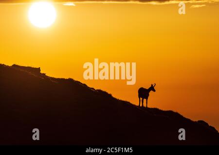 Sankt Barbara im Mürztal: Camosci (Rupicapra rupicapra), monte Hohe Veitsch (Veitschalpe), alba, sole, nuvole scure a Hochsteiermark, Steiermark, Foto Stock