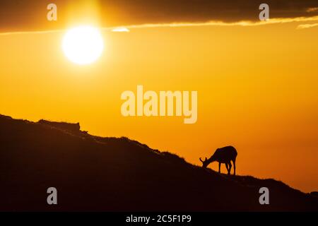 Sankt Barbara im Mürztal: Camosci (Rupicapra rupicapra), monte Hohe Veitsch (Veitschalpe), alba, sole, nuvole scure a Hochsteiermark, Steiermark, Foto Stock