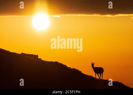 Sankt Barbara im Mürztal: Camosci (Rupicapra rupicapra), monte Hohe Veitsch (Veitschalpe), alba, sole, nuvole scure a Hochsteiermark, Steiermark, Foto Stock