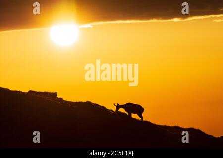 Sankt Barbara im Mürztal: Camosci (Rupicapra rupicapra), monte Hohe Veitsch (Veitschalpe), alba, sole, nuvole scure a Hochsteiermark, Steiermark, Foto Stock