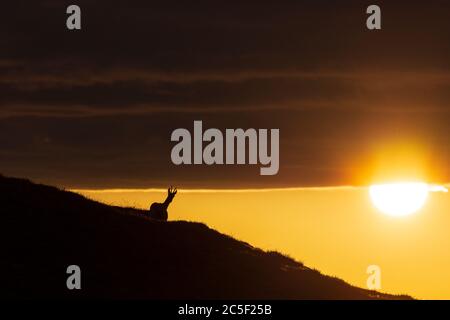 Sankt Barbara im Mürztal: Camosci (Rupicapra rupicapra), monte Hohe Veitsch (Veitschalpe), alba, sole, nuvole scure a Hochsteiermark, Steiermark, Foto Stock