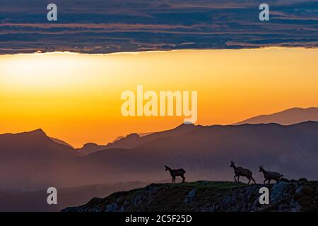 Sankt Barbara im Mürztal: Camosci (Rupicapra rupicapra), monte Hohe Veitsch (Veitschalpe), alba, sole, nuvole scure a Hochsteiermark, Steiermark, Foto Stock