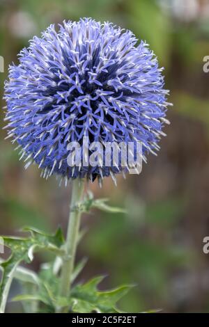 Blue Allium fiorisce in agarden a East Grinstead Foto Stock