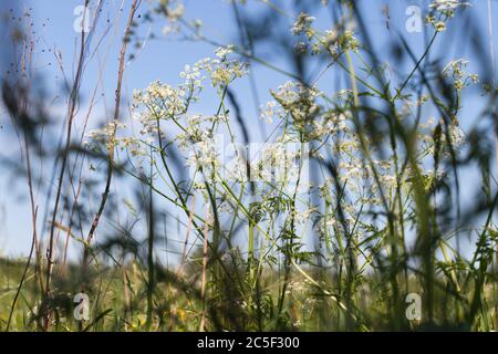 Ombrello erba al sole, astratto foto di sfondo naturale con messa a fuoco selettiva Foto Stock