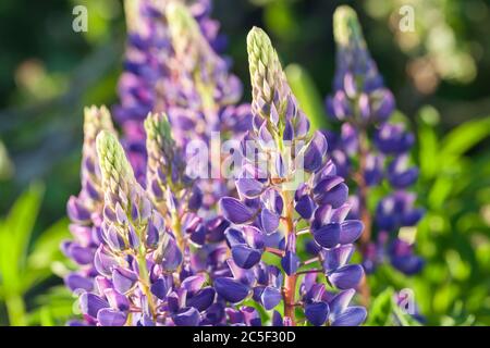 Fiori di lupino colorati al sole giorno d'estate, sfondo naturale foto Foto Stock