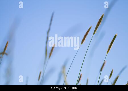 Erba Timotea che cresce su un campo sotto il cielo blu, sfondo naturale foto con messa a fuoco selettiva morbida Foto Stock