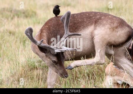 Fallow daer buck (Dama dama), Bushy Park, Hampton Court, Greater London, Inghilterra, Gran Bretagna, Regno Unito, Regno Unito, Europa Foto Stock