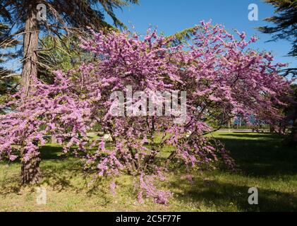 Cercis in fiore (cercis sililuastrum), Saints Constantine e Helena resort, Bulgaria Foto Stock