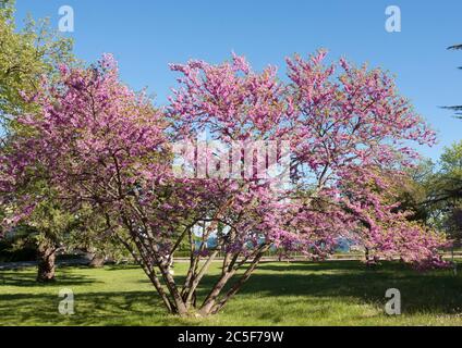 Cercis in fiore (cercis sililuastrum), Saints Constantine e Helena resort, Bulgaria. Foto Stock