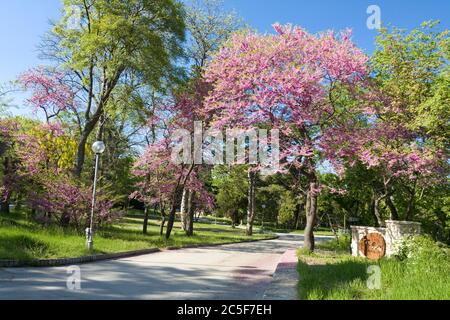 Cercis in fiore (cercis sililuastrum), Saints Constantine e Helena resort, Bulgaria. Foto Stock