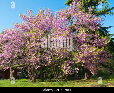 Cercis in fiore (cercis sililuastrum), Saints Constantine e Helena resort, Bulgaria. Foto Stock