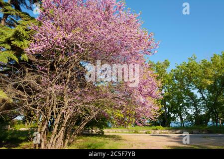 Cercis in fiore (cercis sililuastrum), Saints Constantine e Helena resort, Bulgaria. Foto Stock