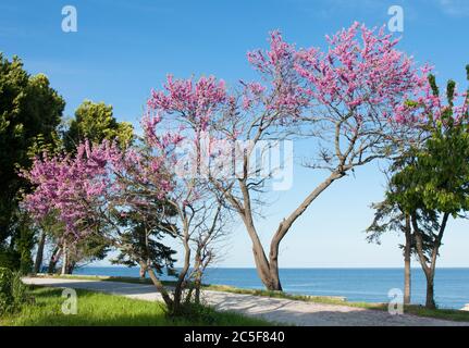 Cercis in fiore (cercis sililuastrum), Saints Constantine e Helena resort, Bulgaria. Foto Stock