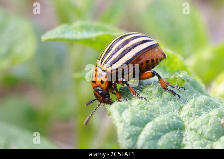 Coleottero di patate del Colorado (Leptinotarsa decemlinata) su pianta di patata, Renania settentrionale-Vestfalia, Germania Foto Stock