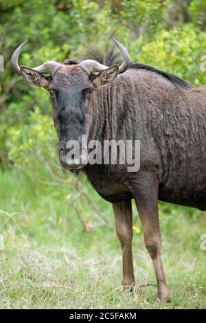 Wildebeest (Connochaetes) guarda alla fotocamera, Seaview Predator Park, Port Elizabeth, Capo Orientale, Sud Africa Foto Stock