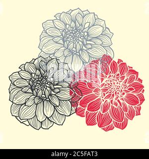 Tre fiori di dahlia disegnati a mano. Illustrazione vettoriale. Illustrazione Vettoriale