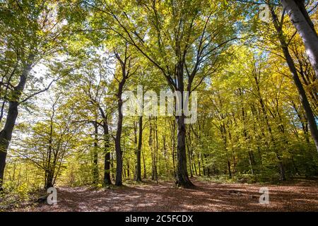 Foresta autunnale con foglie di arancio e giallo. Boschi densi con fitti balsami in autunno. Foto Stock