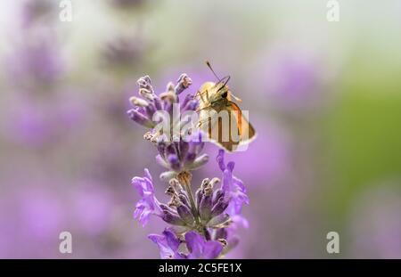 Vista frontale di un piccolo skipper (Thymelicus sylvestris) su una pianta di lavanda viola durante l'estate a luglio nel sud dell'Inghilterra, Regno Unito Foto Stock