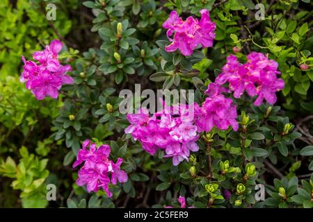 Splendidi paesaggi estivi in Carpatia montagne, molti fiori, rododendri. Carpazi, Marmaroshchyna, Maramures, Ucraina Foto Stock