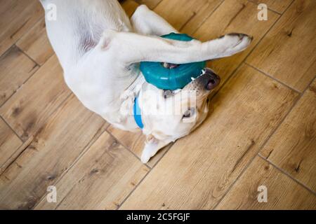 Un grande cane di razza Labrador di leggero stemma di colore giace sul pavimento e gioca con un giocattolo di colore blu, animali domestici Foto Stock