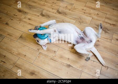 Un grande cane di razza Labrador di leggero stemma di colore giace sul pavimento e gioca con un giocattolo di colore blu, animali domestici Foto Stock