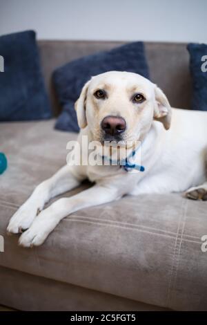 Ritratto di un grande cane di razza Labrador di leggero stemma di colore, giace su un divano nell'appartamento, animali domestici Foto Stock