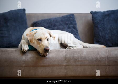 Un grande cane Labrador giallo si sente comodo e riposa su una sedia. Il cane pallido si sedette e sorrise, l'animale in casa, Foto Stock