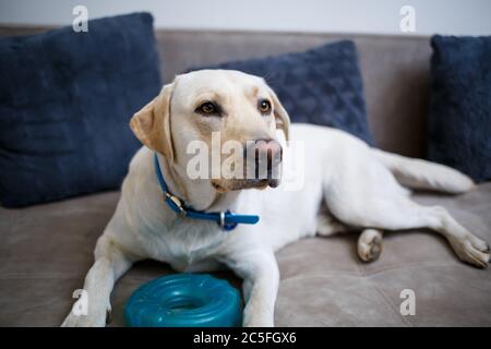 Un grande cane Labrador giallo si sente comodo e riposa su una sedia. Il cane pallido si sedette e sorrise, l'animale in casa, Foto Stock