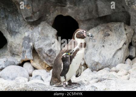 Chicago, il, USA- Brookfield zoo - 23 giugno 2018-Ritratto di un pinguino Humboldt (solo per uso editoriale) Foto Stock