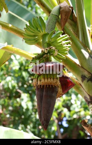 Cuore di Banana Foto Stock