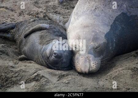 Momento prezioso con madre e cucito elefante foca settentrionale addormentato con teste insieme sulla spiaggia in California. Foto Stock